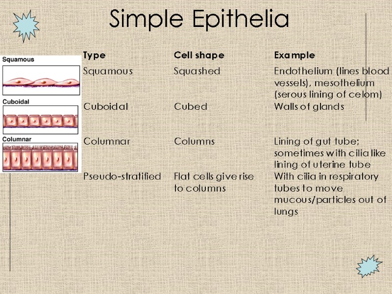 Simple Epithelia